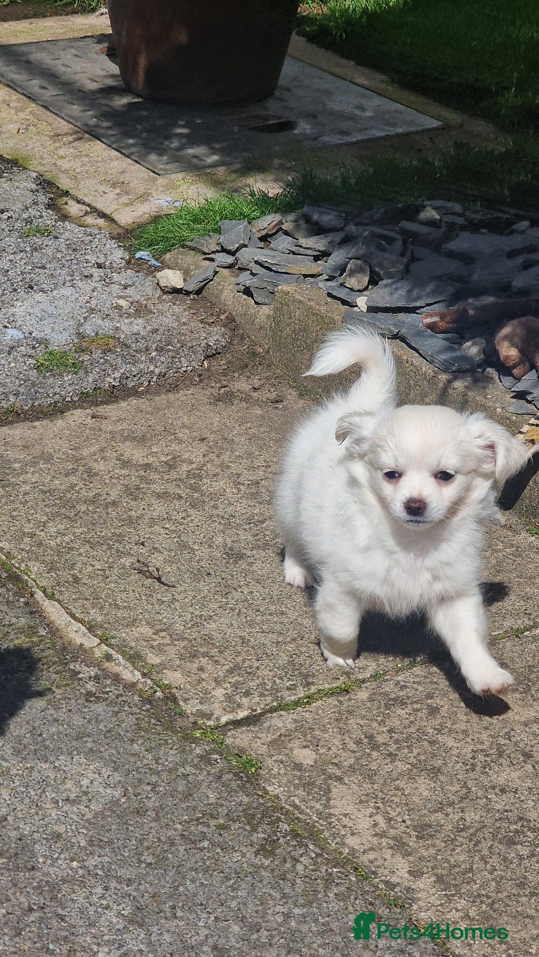 Chihuahua dogs for sale: Gorgeous Long coat MALE WHITE chihuahua.  - Image 13