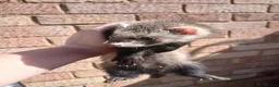 Ferret rodents for sale: 10 week old kits - Advert 19