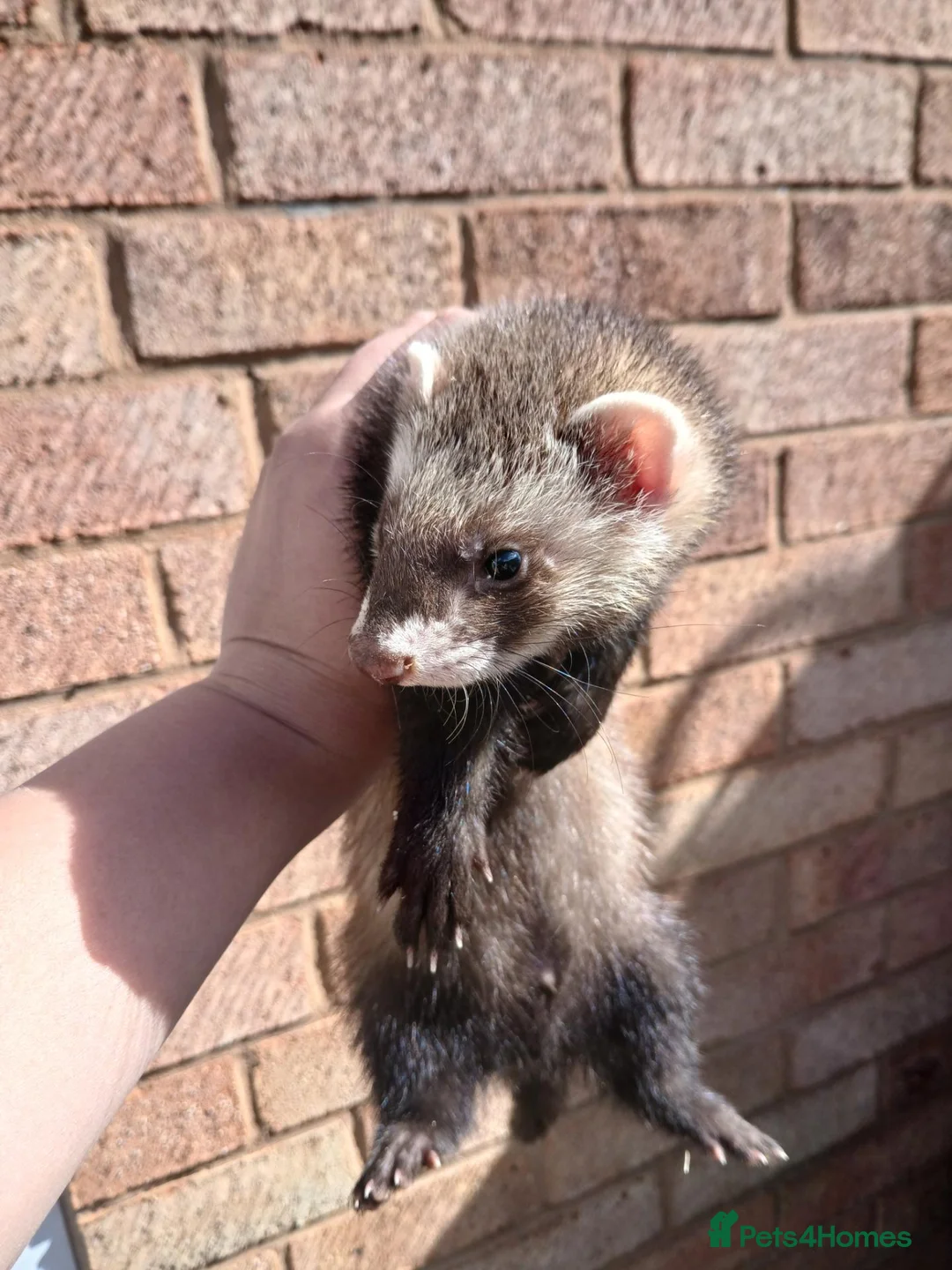 Ferret rodents for sale: 10 week old kits - Advert 19