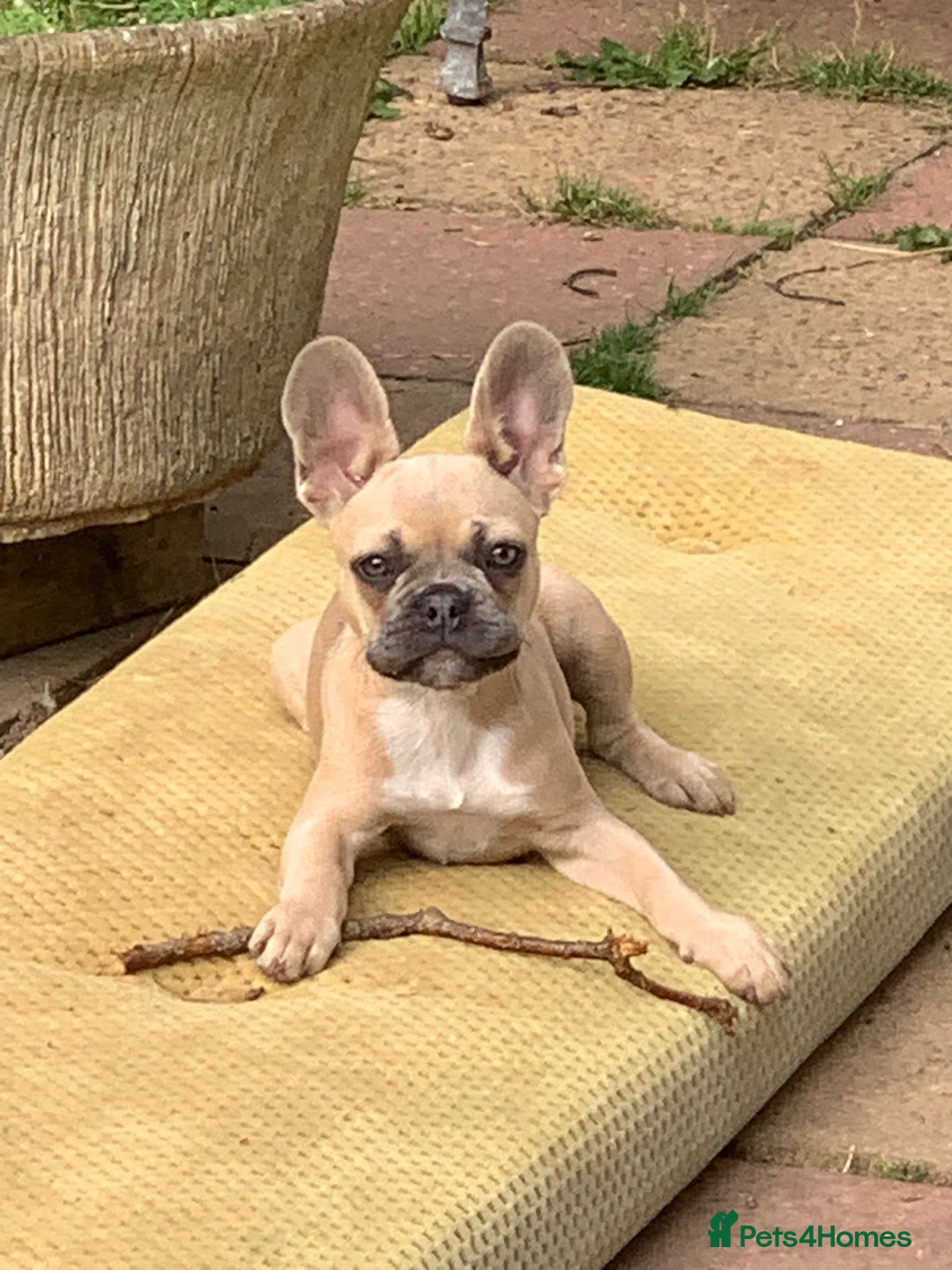 French Bulldog dogs for sale: Family Raised French Bulldog Girls - Image 8
