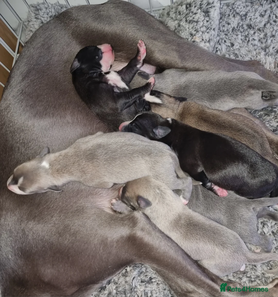 Whippet dogs for sale: whippet pups 3 girls available  - Advert 1