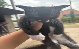 British Shorthair cats for sale: 2 kittens available  - Image 4