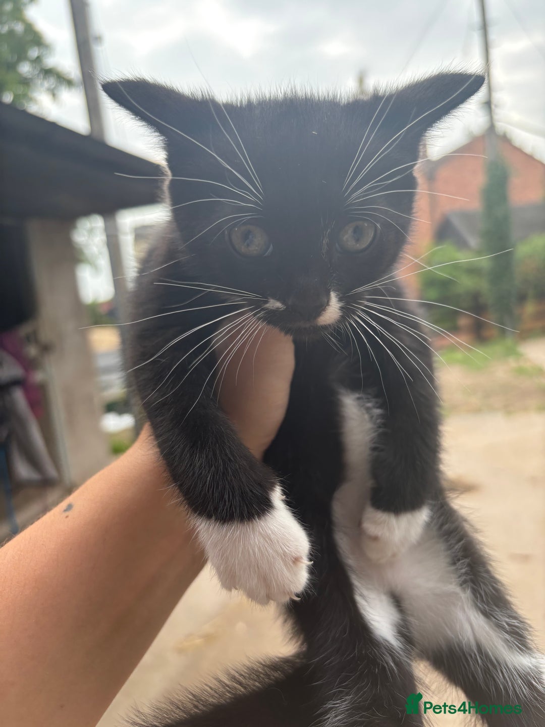 British Shorthair cats for sale: 2 kittens available  - Image 4