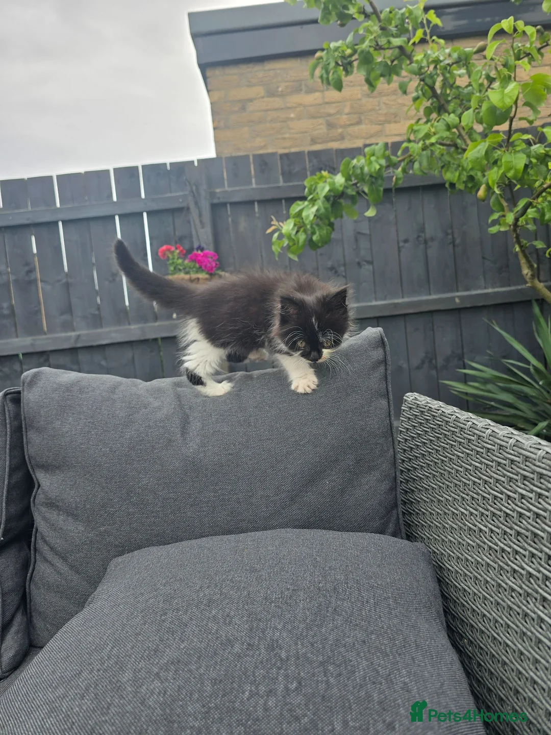Mixed Breed cats for sale: Stunning Female Kitten  - Advert 2