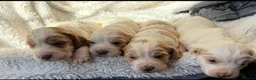Cocker Spaniel dogs for sale: 4 beautiful cocker spaniel puppies  - Advert 5