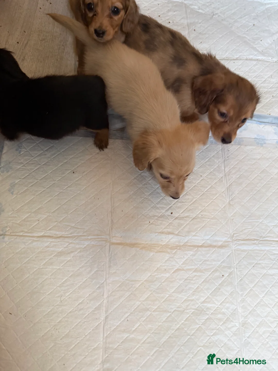 Miniature Dachshund dogs for sale: Miniature long haired dachshund Kc registered - Advert 9