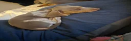 Miniature Dachshund dogs for sale: Rehome a Gorgeous little boy - Advert 10