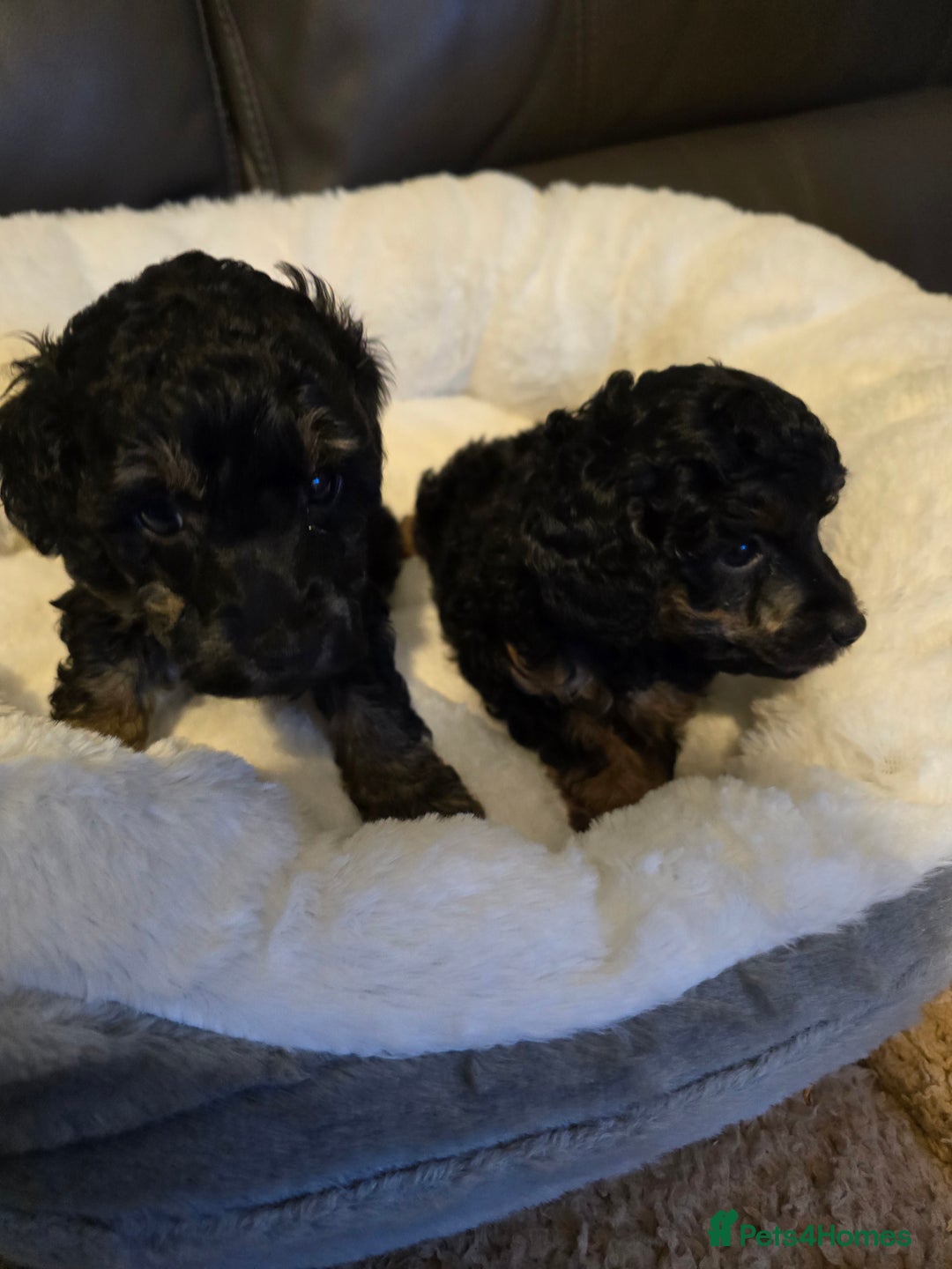 Miniature Poodle dogs for sale: 4 Amazing miniature poodles  - Advert 29
