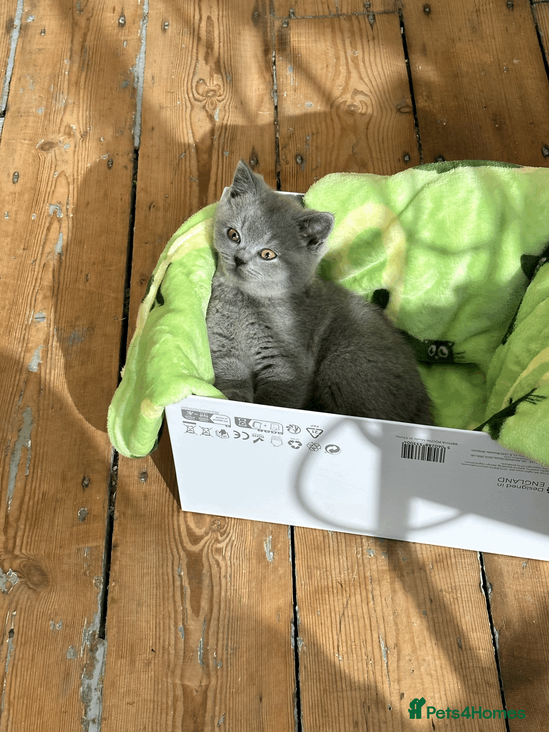 British Shorthair cats for sale: READY TO GO STUNNING BRITISH SHORT HAIRS GCCF  in London - Advert 8