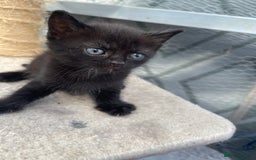 Mixed Breed cats for sale: Half british shorthair kitten - Image 7