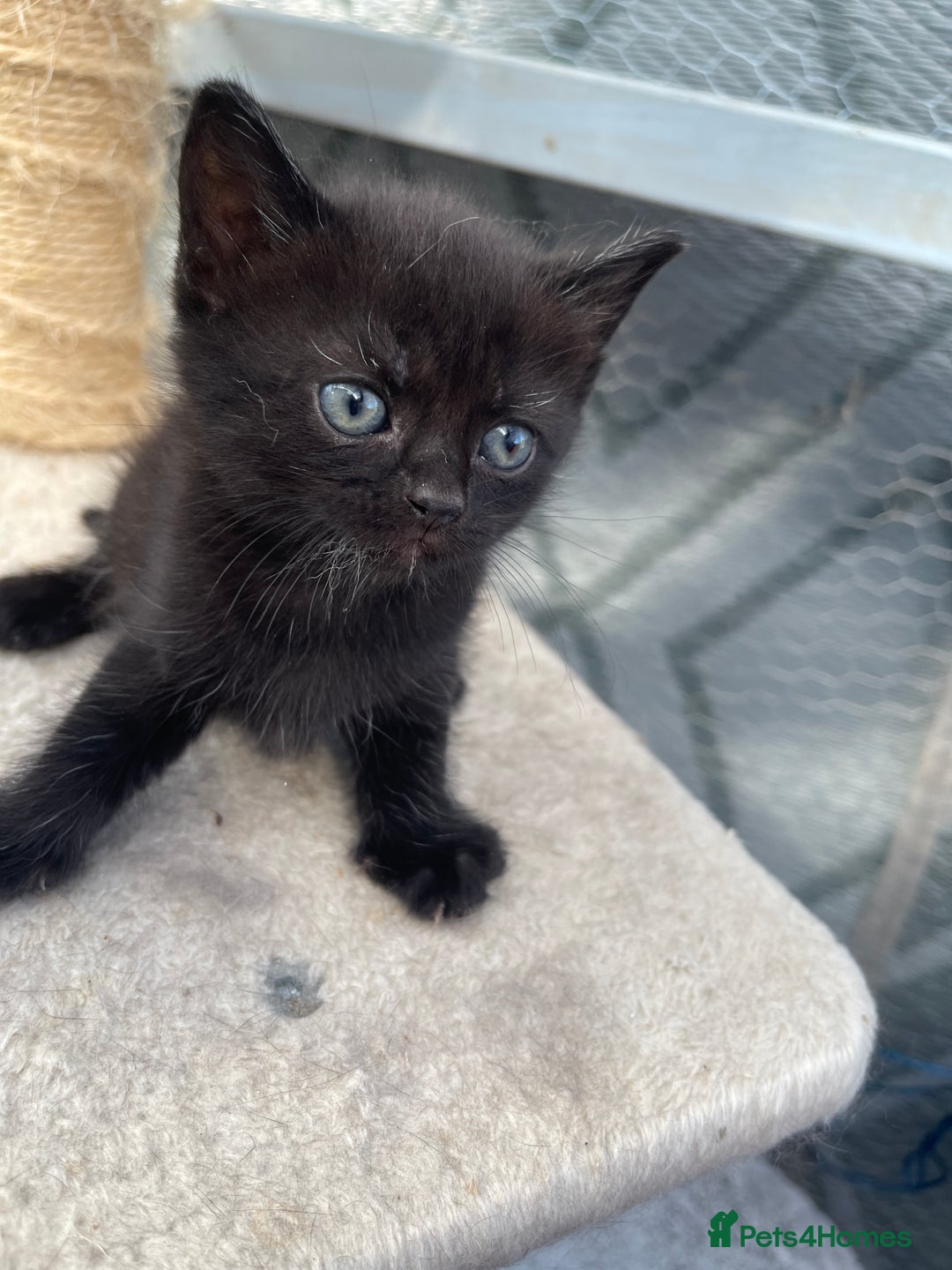 Mixed Breed cats for sale: Half british shorthair kitten - Image 7