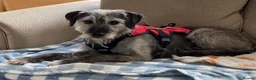 Mixed Breed dogs for adoption: 💕 Meet Connie in Spalding - Advert 3