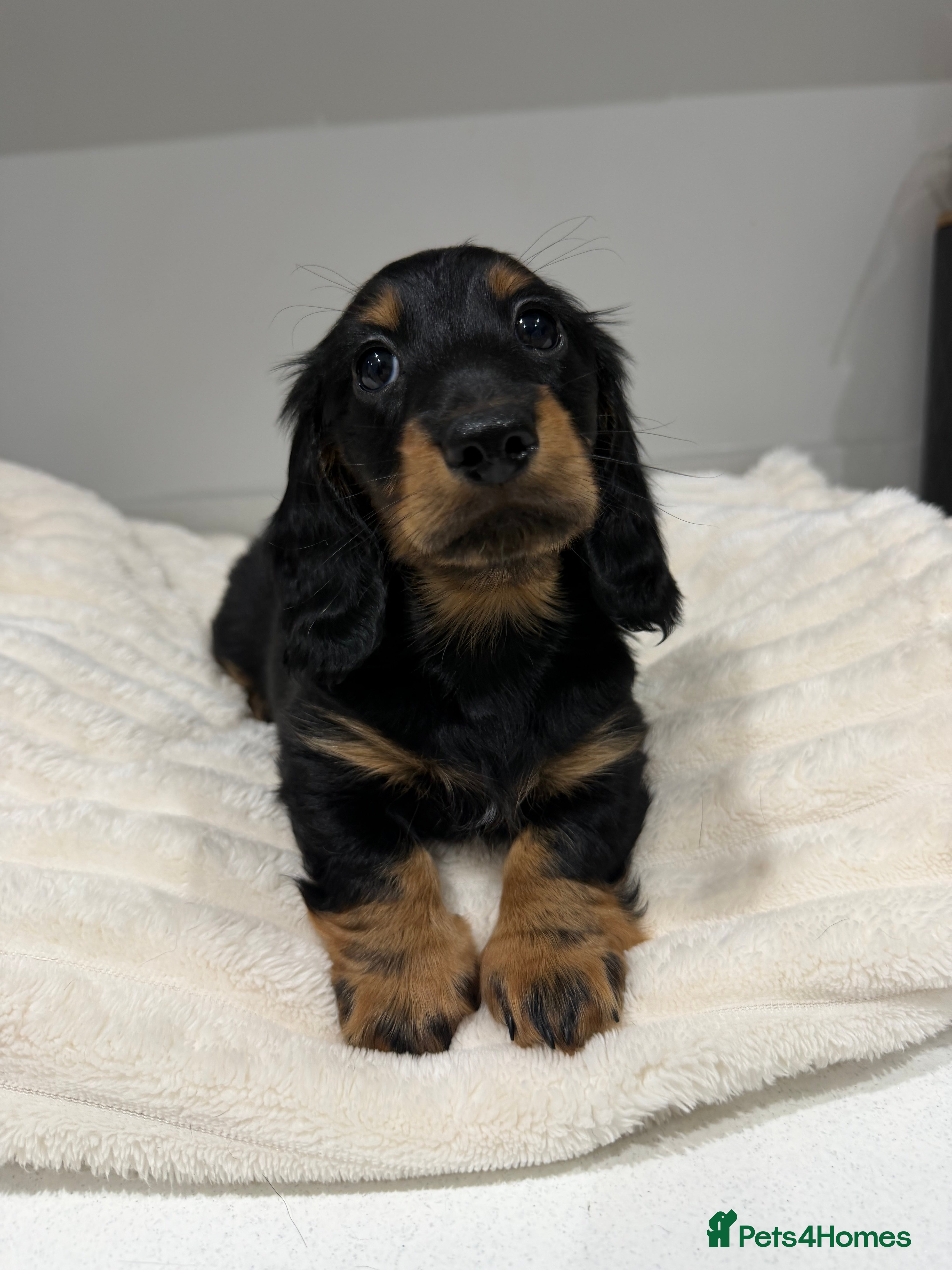 Miniature Dachshund dogs 1 Exceptional miniature longhaired dachshund left - Advert 14