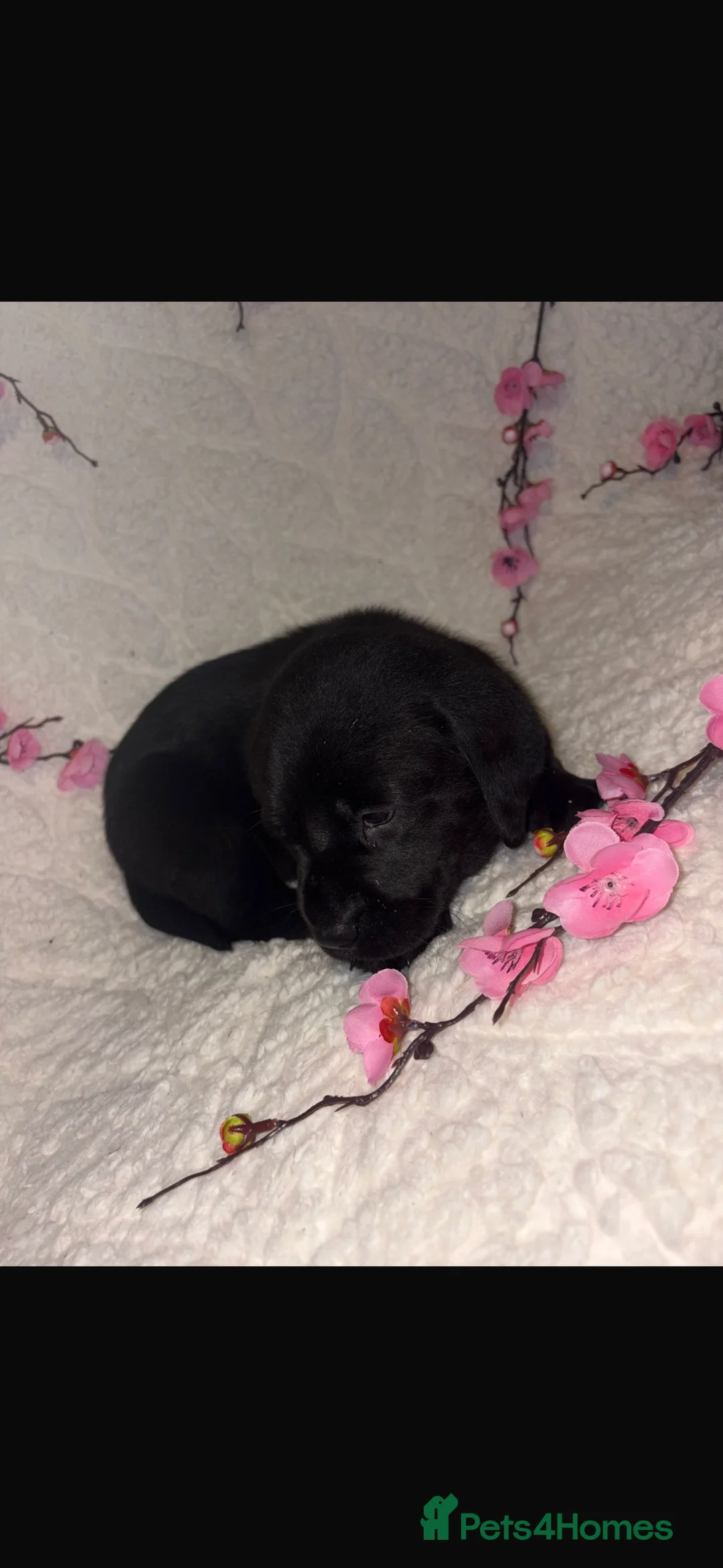 Labrador Retriever dogs for sale: Beautiful Labrador puppy’s  - Advert 6