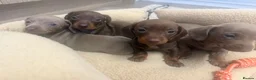 Dachshund dogs for sale: Miniature dachshunds - Advert 8