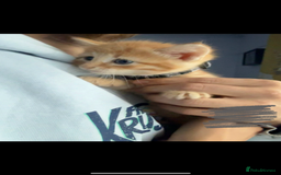 Domestic Shorthair cats for sale: 🌸Gorgeous kittens for sale🦋 - Image 6