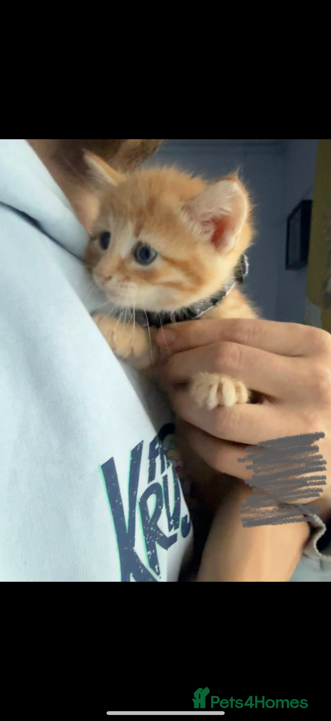 Domestic Shorthair cats for sale: 🌸Gorgeous kittens for sale🦋 - Image 6