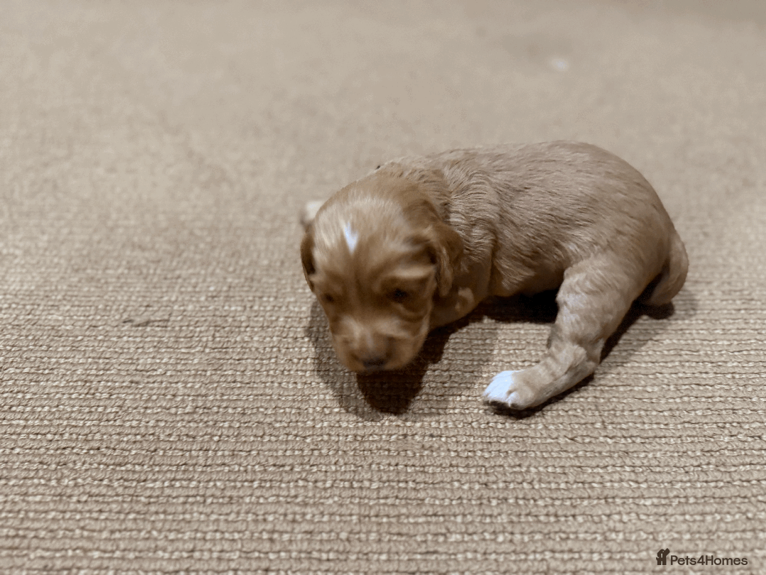 Cocker Spaniel dogs for sale: Lemon Cocker Spaniels ( Four Girls ) - Advert 8