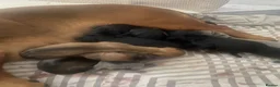 Miniature Dachshund dogs for stud: For stud  - Advert 10
