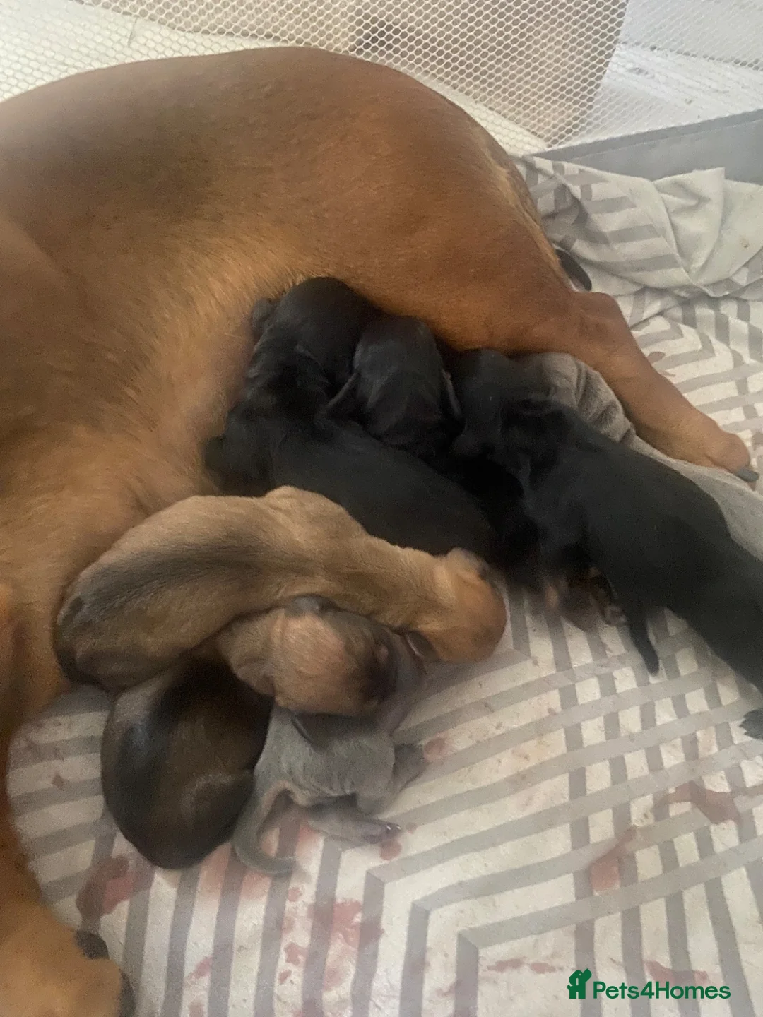 Miniature Dachshund dogs for stud: For stud  - Advert 10
