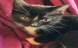 Mixed Breed cats for sale: 7 happy kittens ready for their new home - Image 10