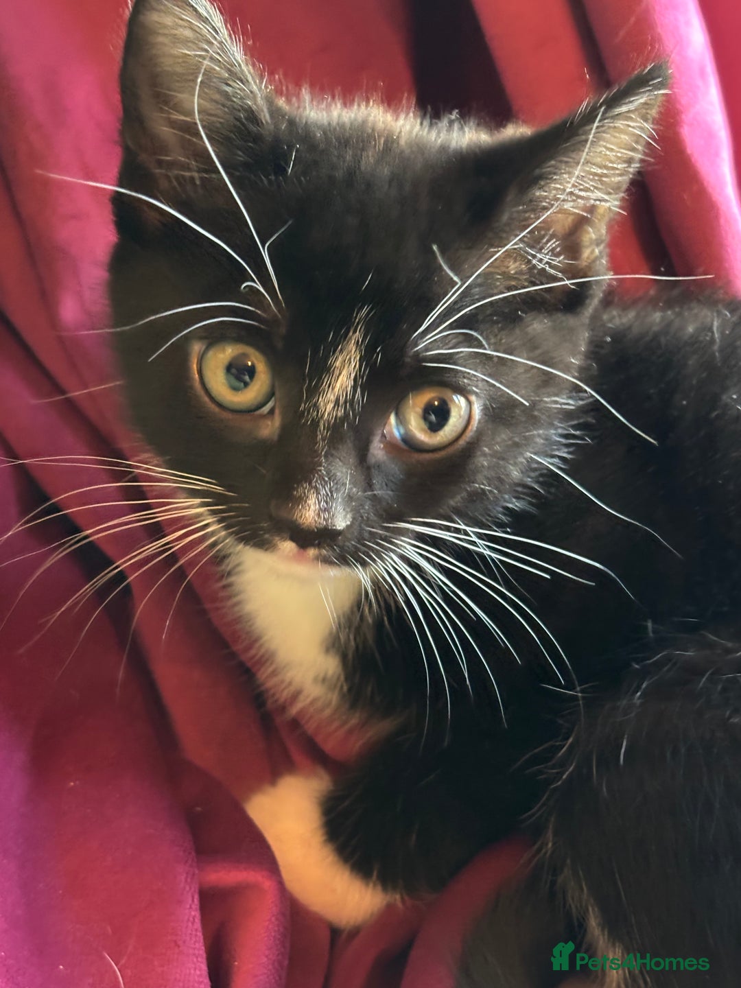 Mixed Breed cats for sale: 7 happy kittens ready for their new home - Image 10