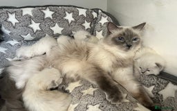 Siberian cats for sale: 🩵🩵Stunning Siberian Neva Masquerade Babies🩵🩵 - Image 25