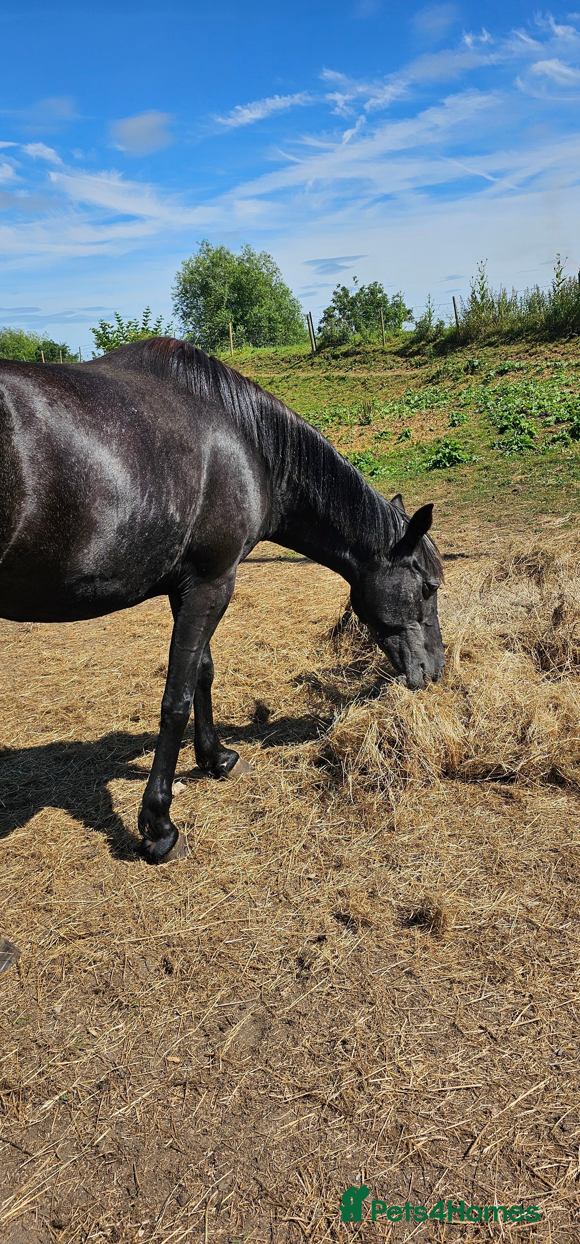 Connemara horses Beauty - Advert 1