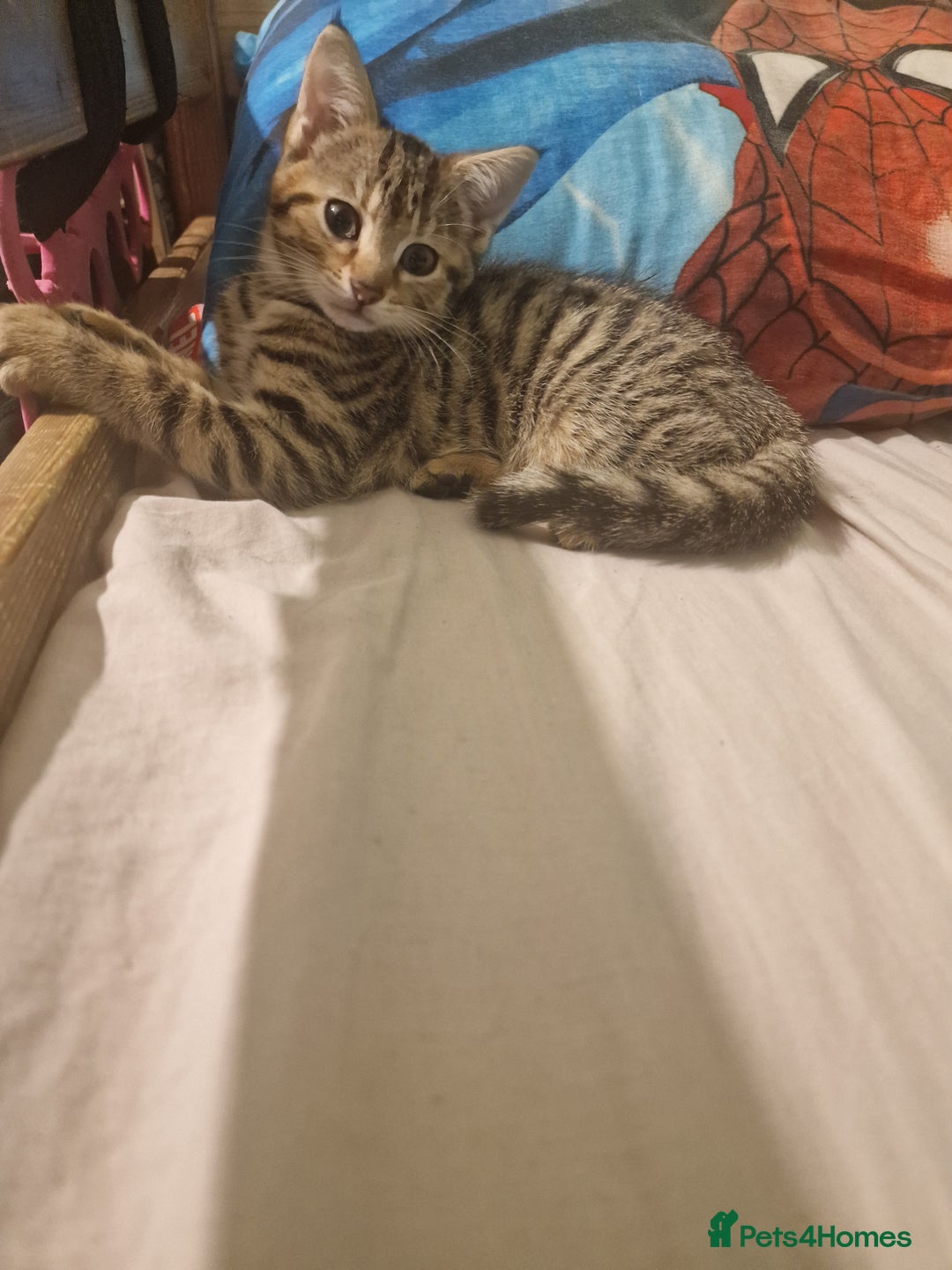 Domestic Shorthair cats for sale: 5 beautiful kittens for sale - Image 4