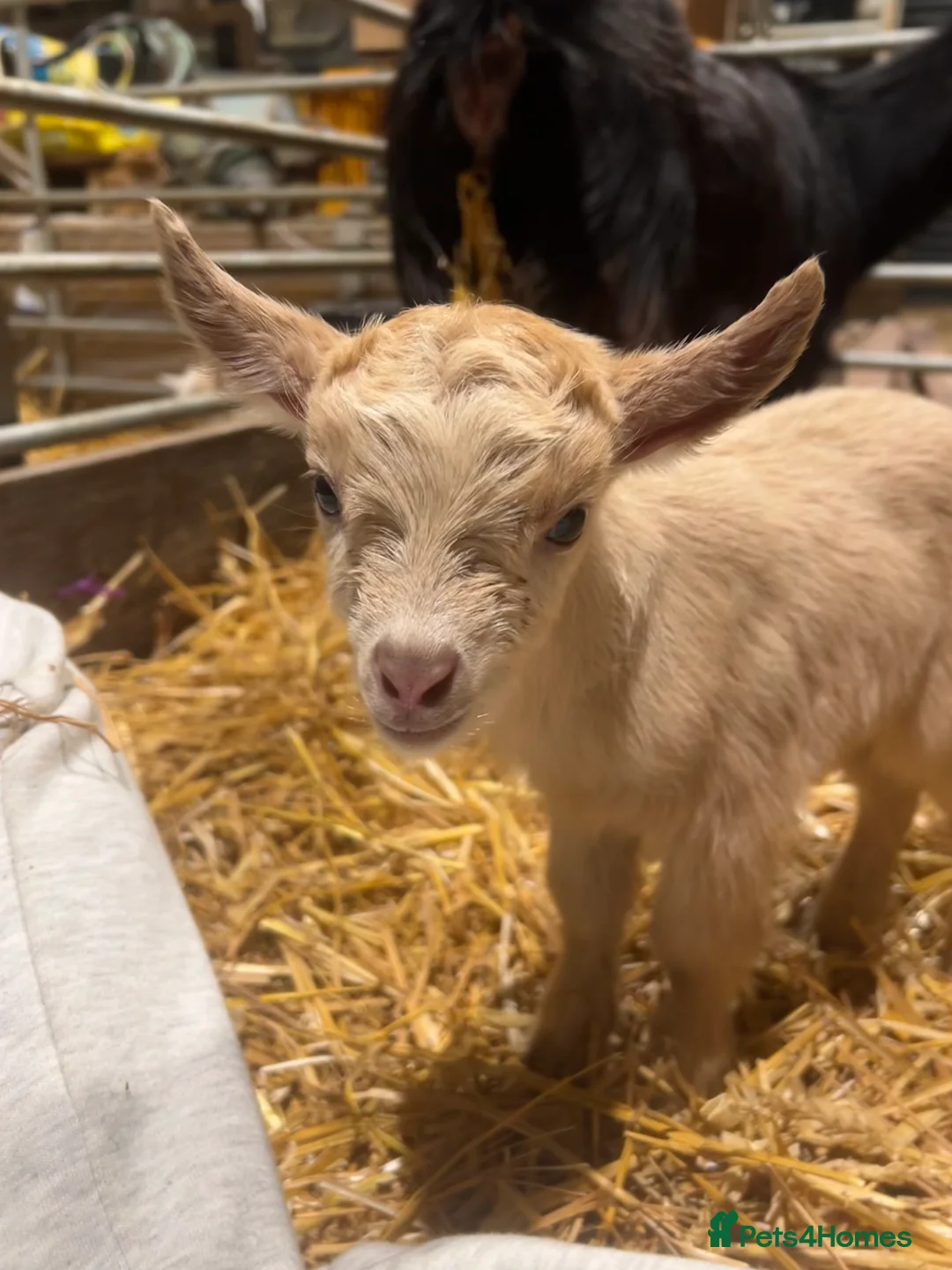 Goats livestock for sale: Pigmy goat kids for sale - Advert 1