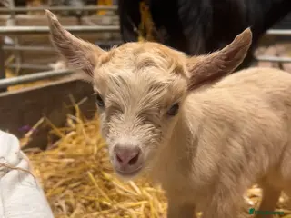 Goats livestock Pigmy goat kids for sale - Advert 4