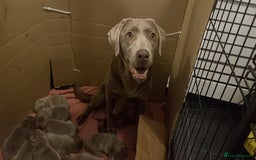 Labrador Retriever dogs for sale: Silver Labrador puppies  - Image 8
