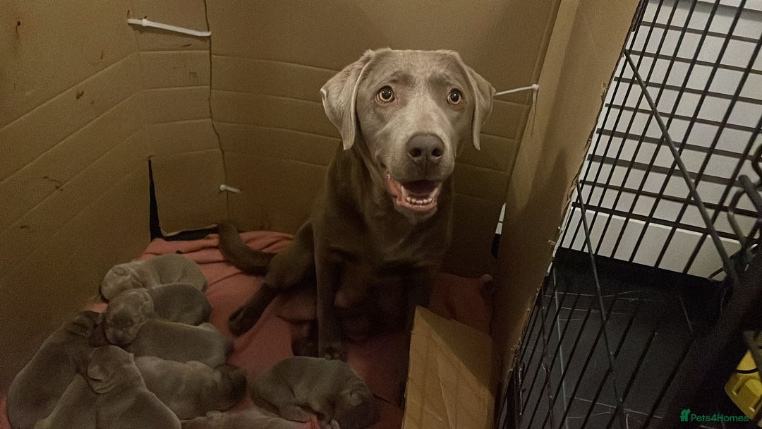 Labrador Retriever dogs for sale: Silver Labrador puppies  - Image 8