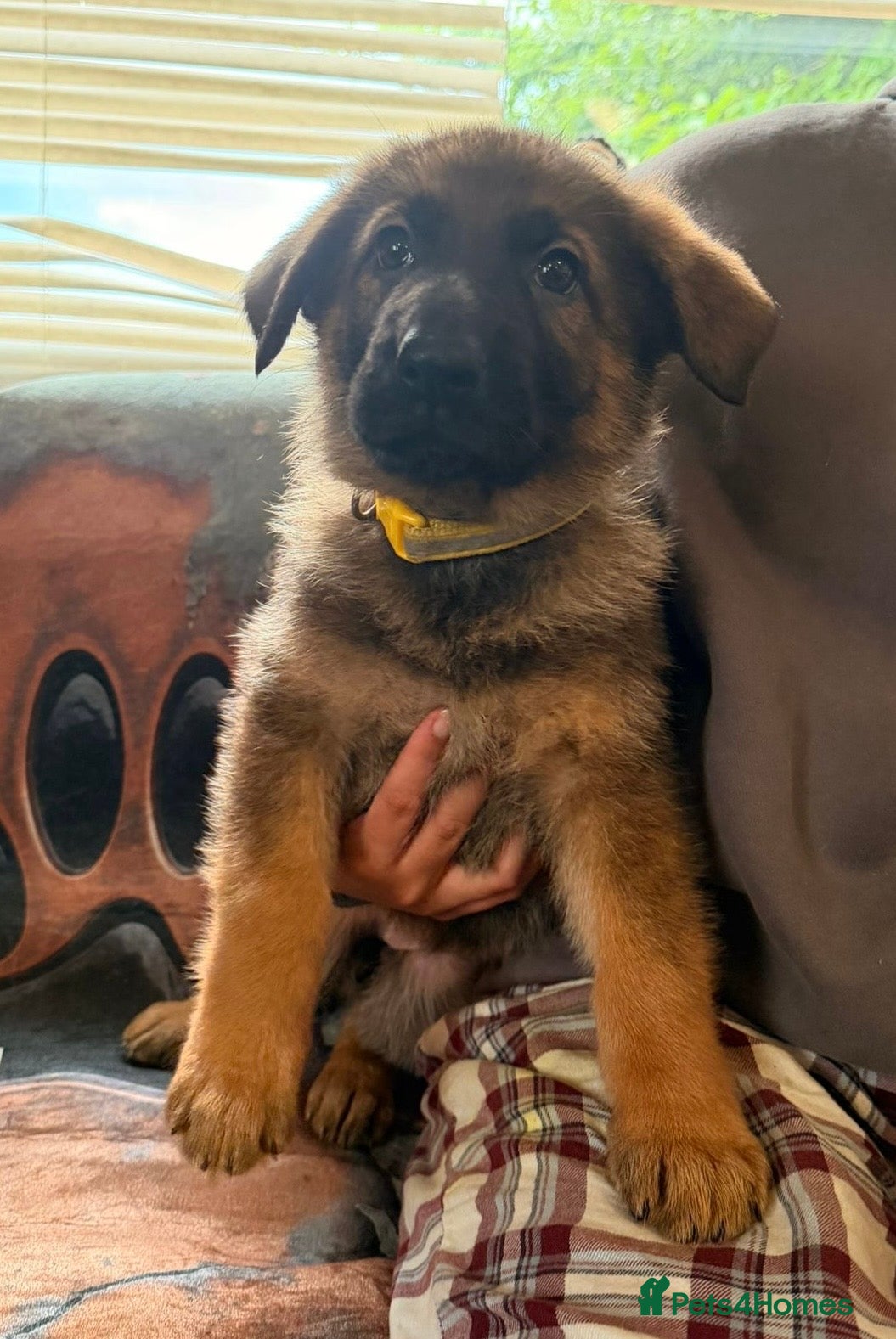 German Shepherd dogs for sale: Beautiful German Shepherd Pups  - Advert 16