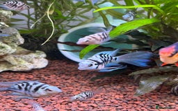 Cichlids fish for sale: Polar Blue Cichlids – Including Rare Long-Fin - Advert 9