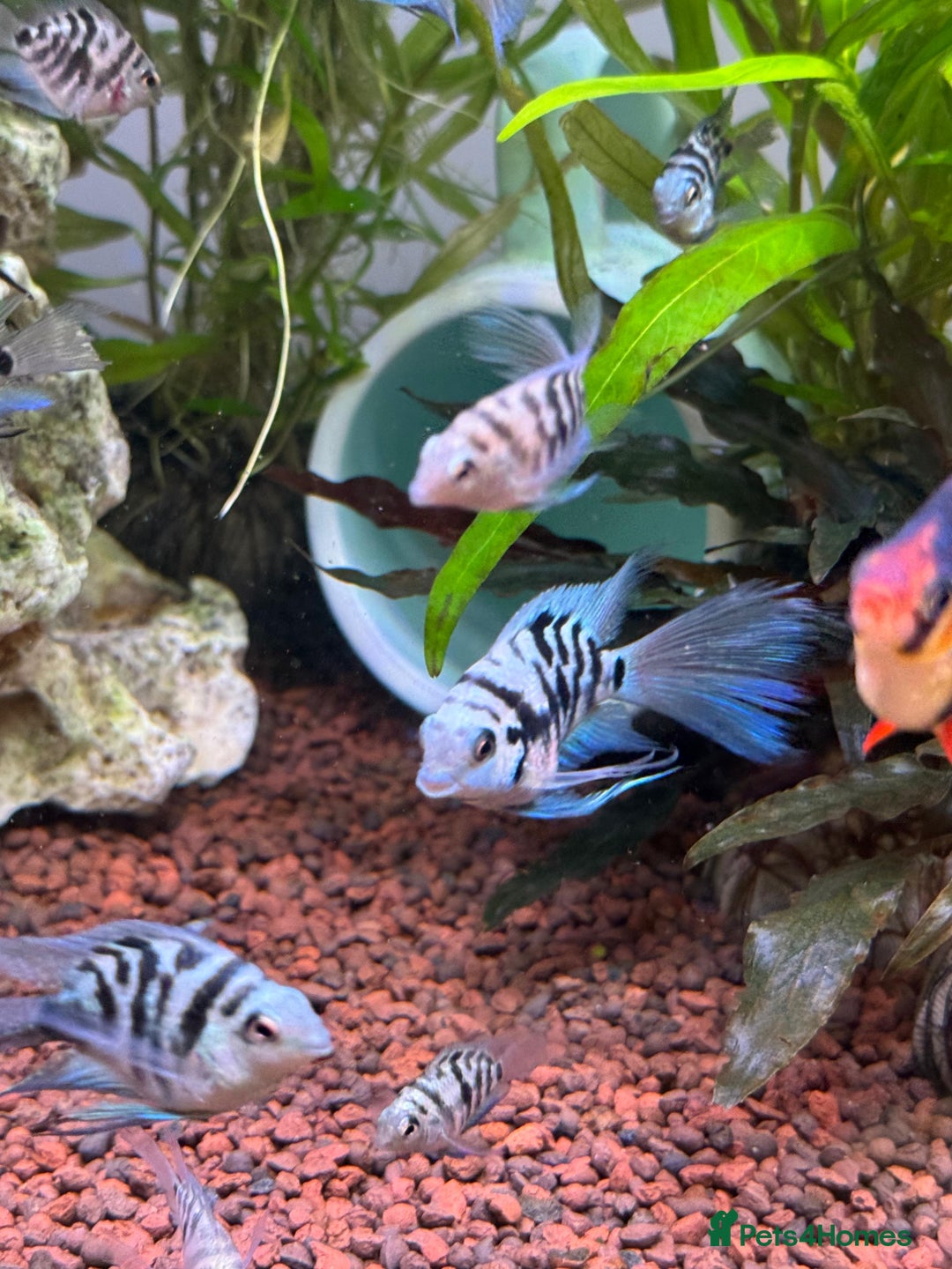 Cichlids fish for sale: Polar Blue Cichlids – Including Rare Long-Fin - Advert 9