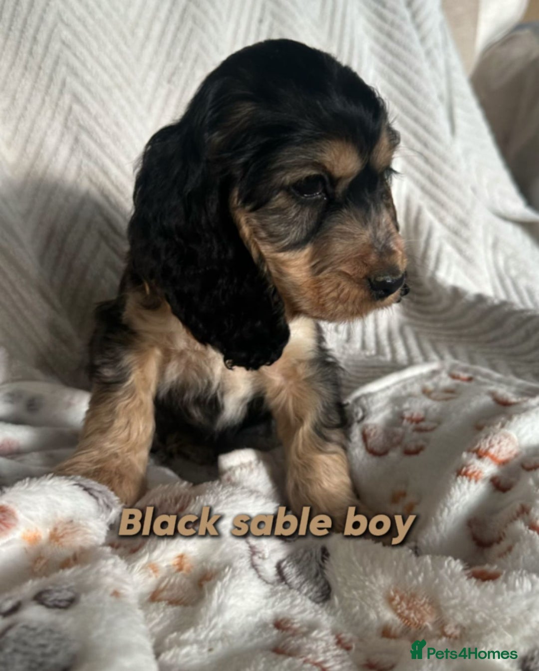 Cocker Spaniel dogs for sale: Show cocker Spaniel puppies ready to leave now - Advert 25