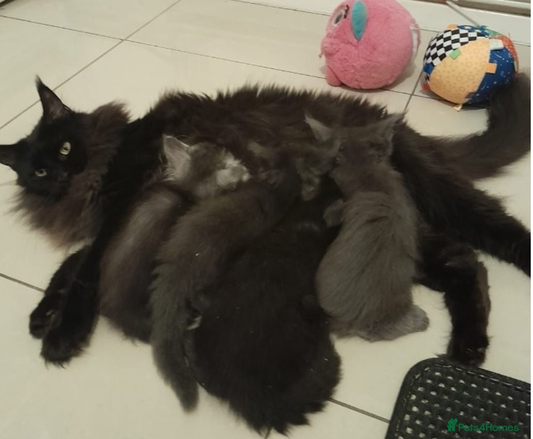 Maine Coon cats for sale: Solid Blue Poly boy 5 Pedigree TICA Maine coon - Image 10