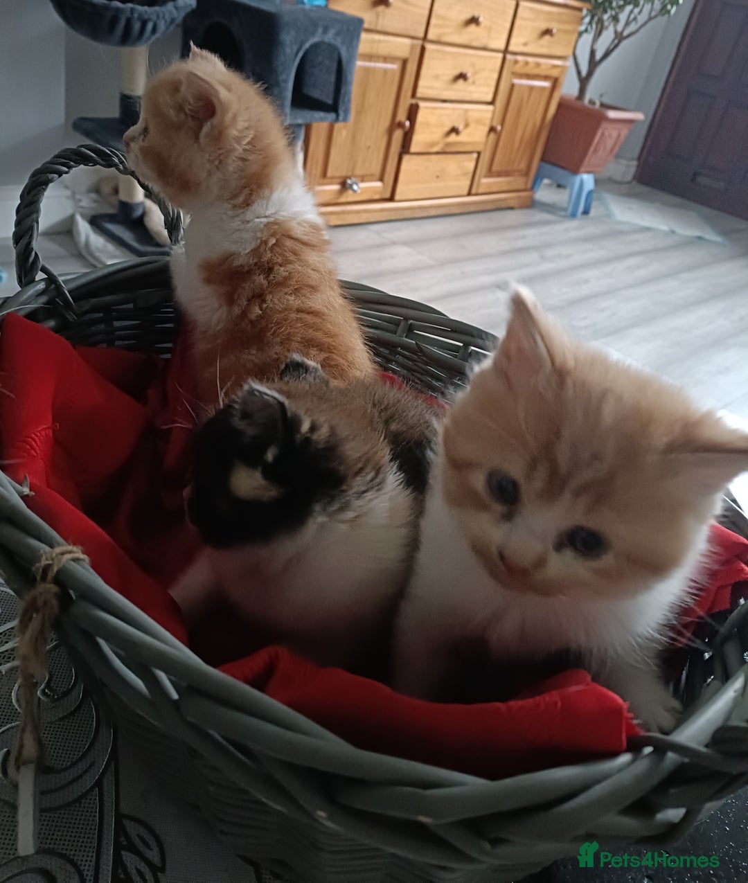 Persian cats for sale: Persian Kittens - Image 4