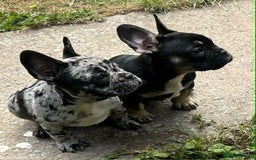 French Bulldog dogs for sale: French Bulldogs  - Image 8