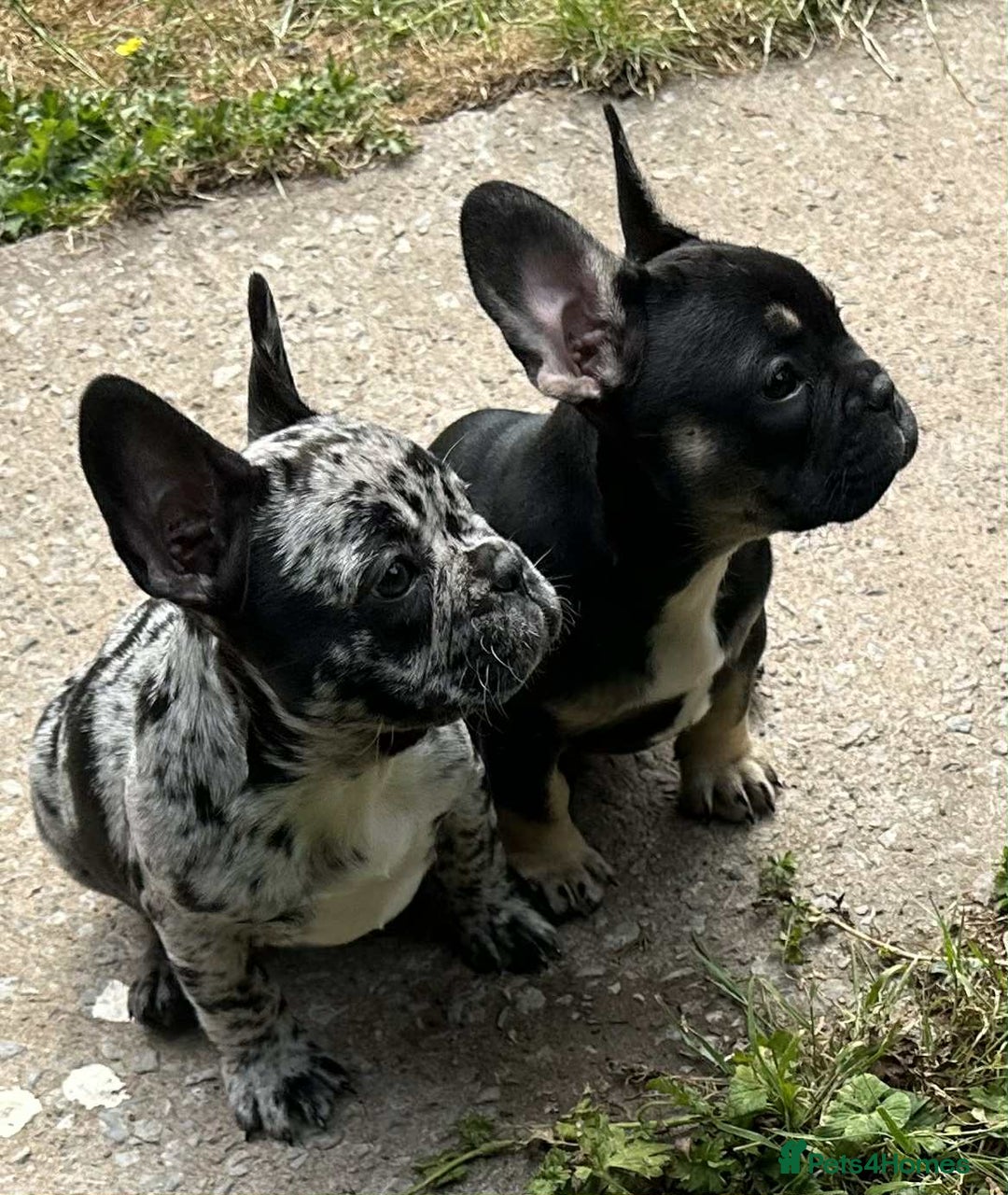 French Bulldog dogs for sale: French Bulldogs  - Image 8