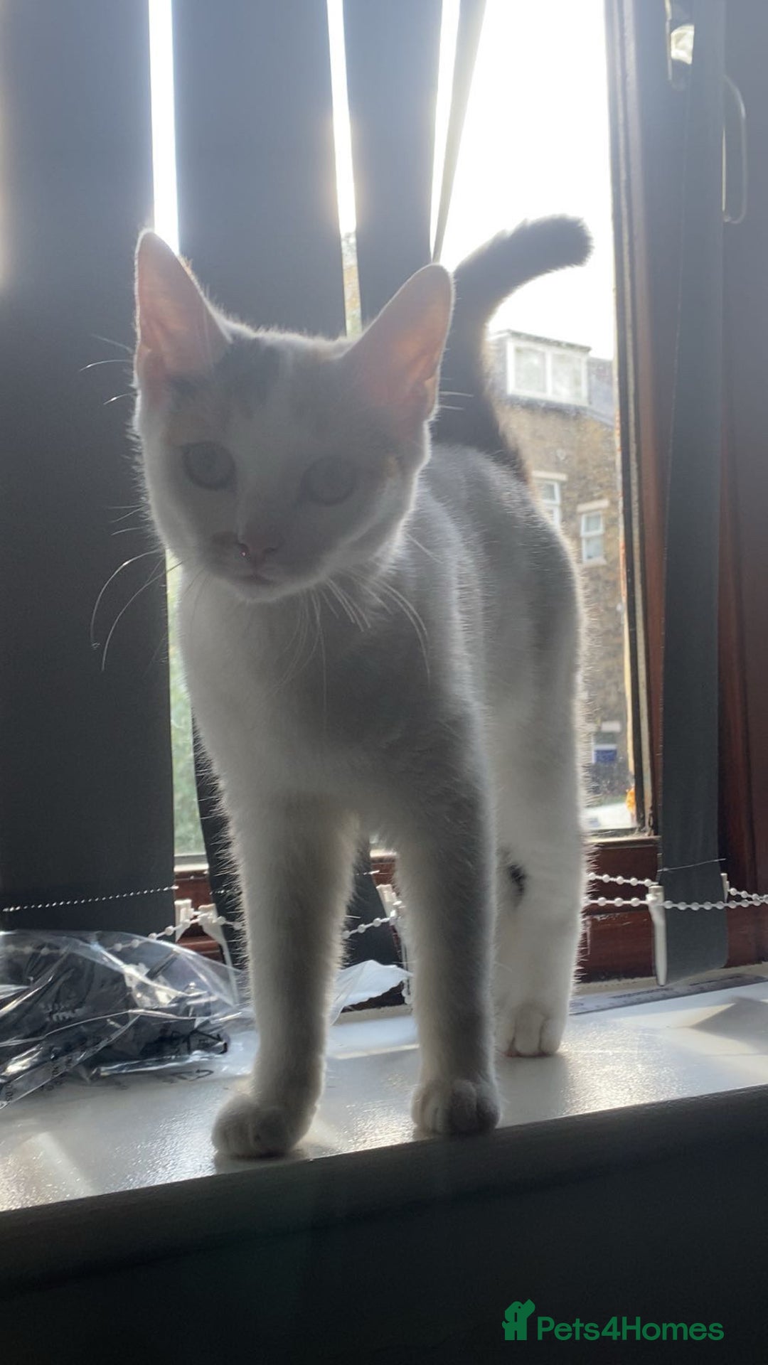 Turkish Van cats for sale: Turkish Van - Advert 3