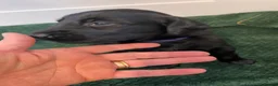 Flat coated Retriever dogs for sale: Beautiful Flat Coated Retriever Puppies - Advert 5