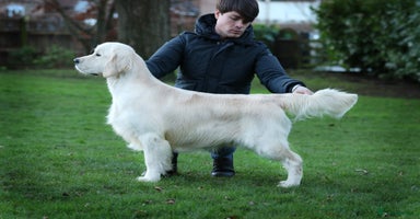 Golden Retriever dogs - Advert 3