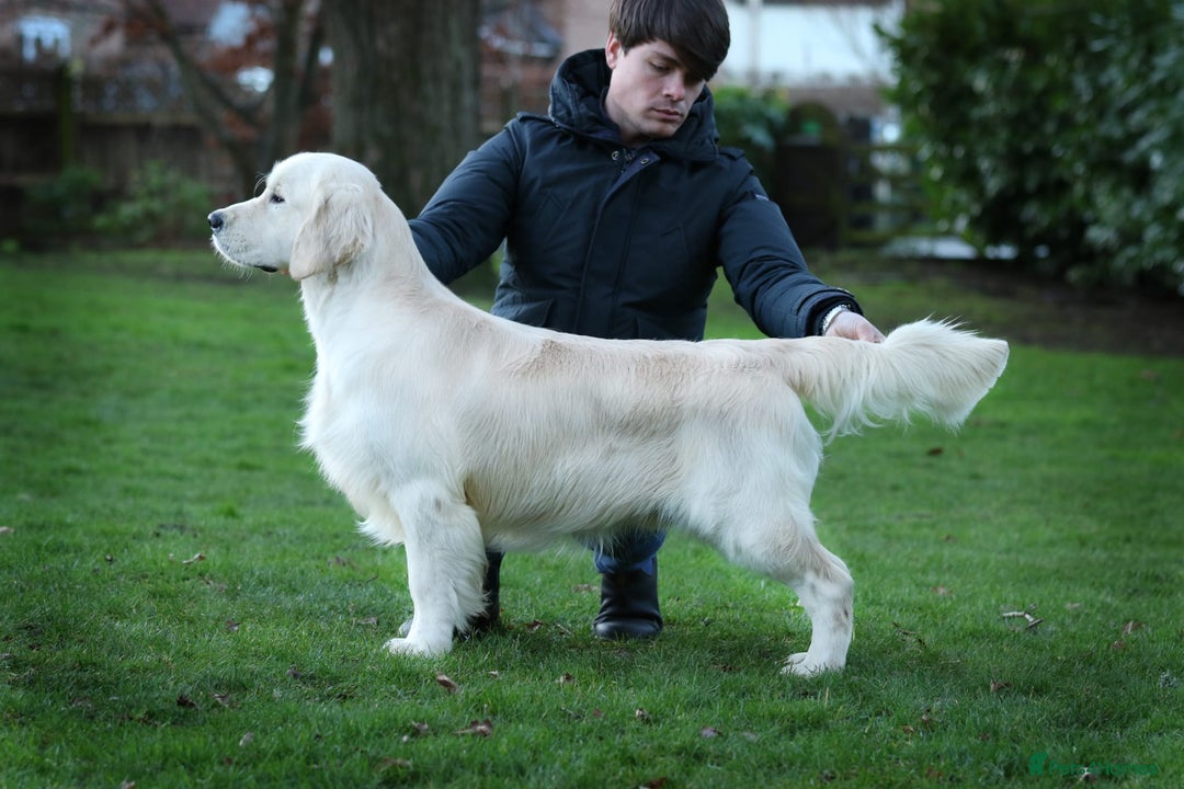 Golden Retriever dogs for sale: Stunning Golden Retrievers KC Reg - Image 3
