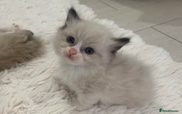 Ragdoll cats for sale: Ragdoll Kittens Male & Female - Image 22