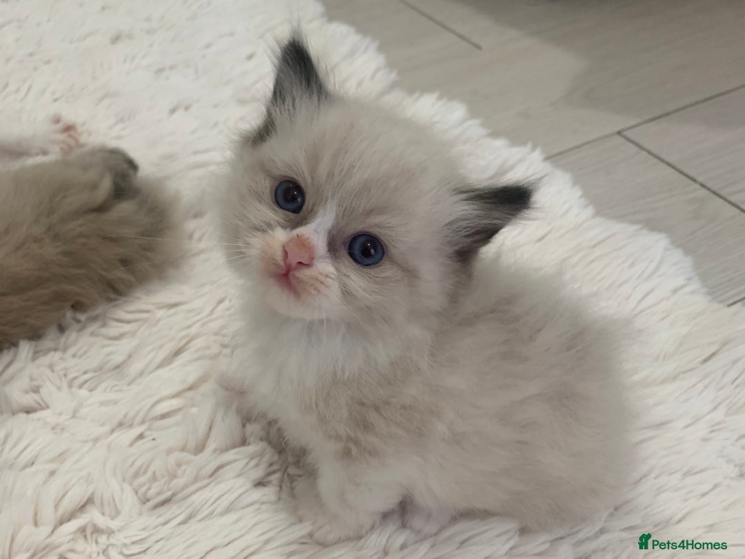 Ragdoll cats for sale: Ragdoll Kittens Male & Female - Image 22