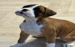 Boxer dogs for sale: Boxer male puppy - Image 3