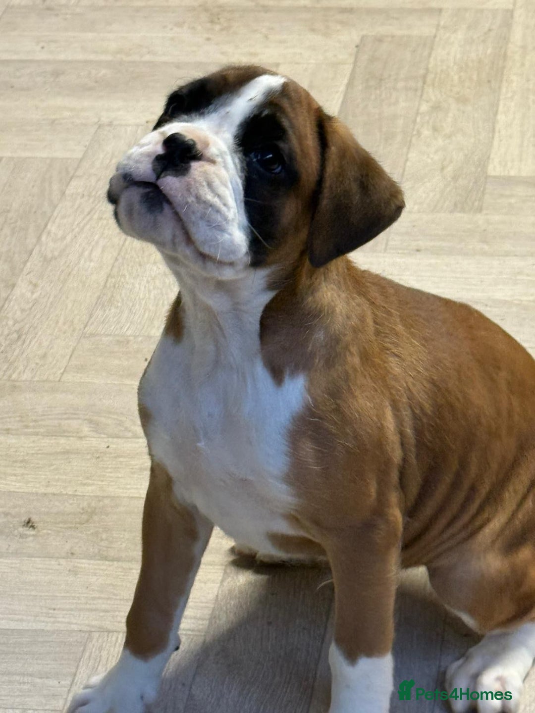 Boxer dogs for sale: Boxer male puppy - Image 3