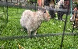 Rex rabbits for sale: 1 mini rex buck rabbits 12 months old - Image 2